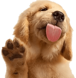 Puppy in footer