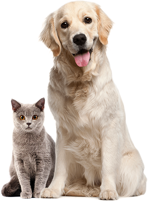 Shelter dogs and cats
