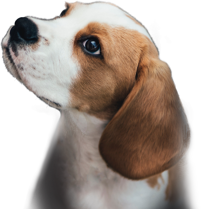 Main page puppy